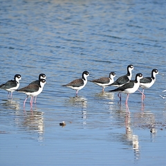 Himantopus mexicanus