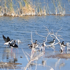 Himantopus mexicanus