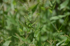 Urochloa reptans