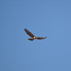 Buteo jamaicensis