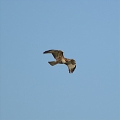 Buteo jamaicensis