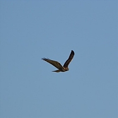 Buteo jamaicensis