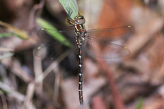 Austroaeschna pulchra