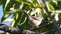 Curruca iberiae