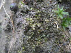 Fissidens bryoides