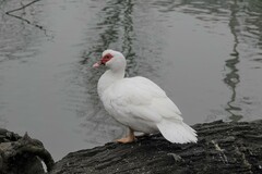 Cairina moschata domestica
