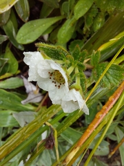 Geum cockaynei