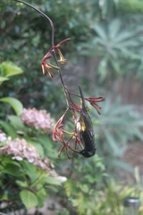 Phylidonyris novaehollandiae