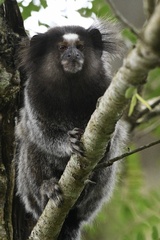 Callithrix jacchus × penicillata