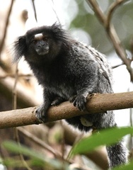 Callithrix jacchus × penicillata