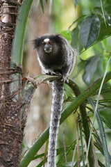 Callithrix jacchus × penicillata