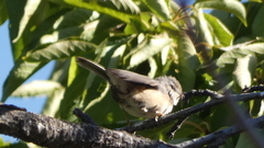 Curruca iberiae