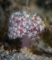 Dendronephthya australis