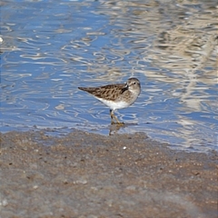 Calidris minutilla