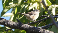 Curruca iberiae