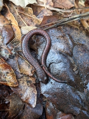 Batrachoseps major major