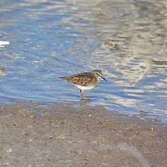 Calidris minutilla