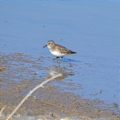 Calidris minutilla