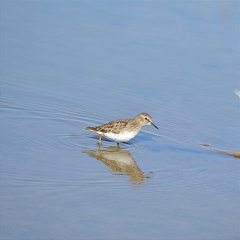 Calidris minutilla