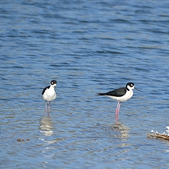 Himantopus mexicanus