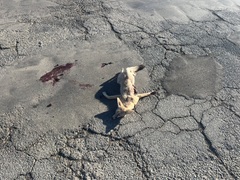 Vulpes macrotis mutica