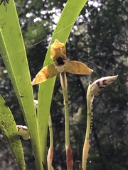 Maxillaria picta