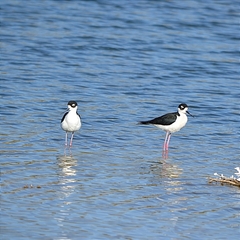 Himantopus mexicanus