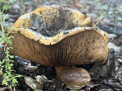 Omphalotus olivascens