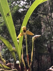 Maxillaria picta