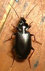 Agonum placidum
