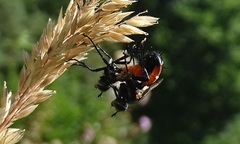 Cylindromyia brassicaria