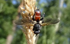 Cylindromyia brassicaria