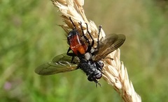 Cylindromyia brassicaria