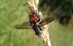 Cylindromyia brassicaria