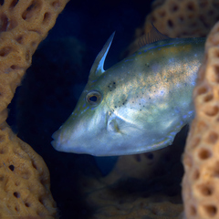 Scobinichthys granulatus