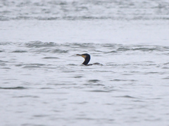 Phalacrocorax carbo image