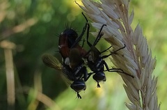 Cylindromyia brassicaria