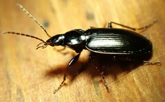 Agonum placidum