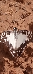 Graphium angolanus