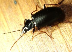 Agonum placidum