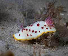 Goniobranchus splendidus