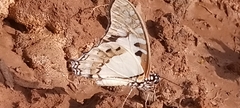 Graphium angolanus