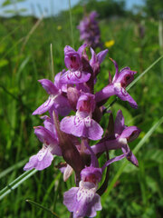Dactylorhiza majalis