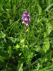 Dactylorhiza majalis