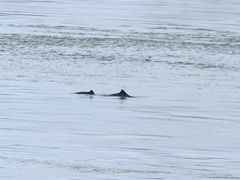 Phocoena phocoena phocoena