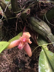 Maxillaria rufescens