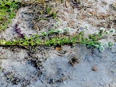 Spermacoce verticillata