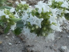 Spermacoce verticillata