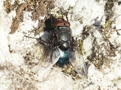 Calliphora vomitoria