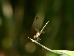 Micrathyria laevigata
